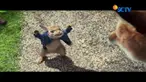 Dalam film Peter Rabbit, James Corden mengisi suara Peter Rabbit , sementara karakter Mac Gregor diisi Domhnall Gleeson.