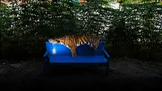 Barang bukti kulit harimau Sumatra terlihat di kantor konservasi satwa liar di Banda Aceh, Aceh, Rabu (12/12). Polisi menangkap seorang pria karena diduga membunuh harimau Sumatra dan mencoba menjual tubuh satwa dilindungi itu. (CHAIDEER MAHYUDDIN/AFP)