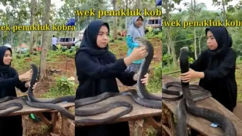 Aksi Berani Wanita Berhijab Perlakukan Ular Kobra Bak Kucing Ini Bikin Ngeri