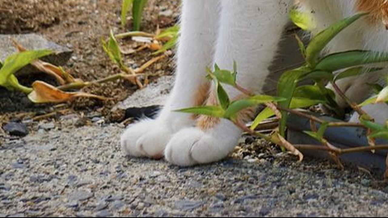 Penyebab Bau Mulut pada Kucing, Ketahui Cara Mengatasinya