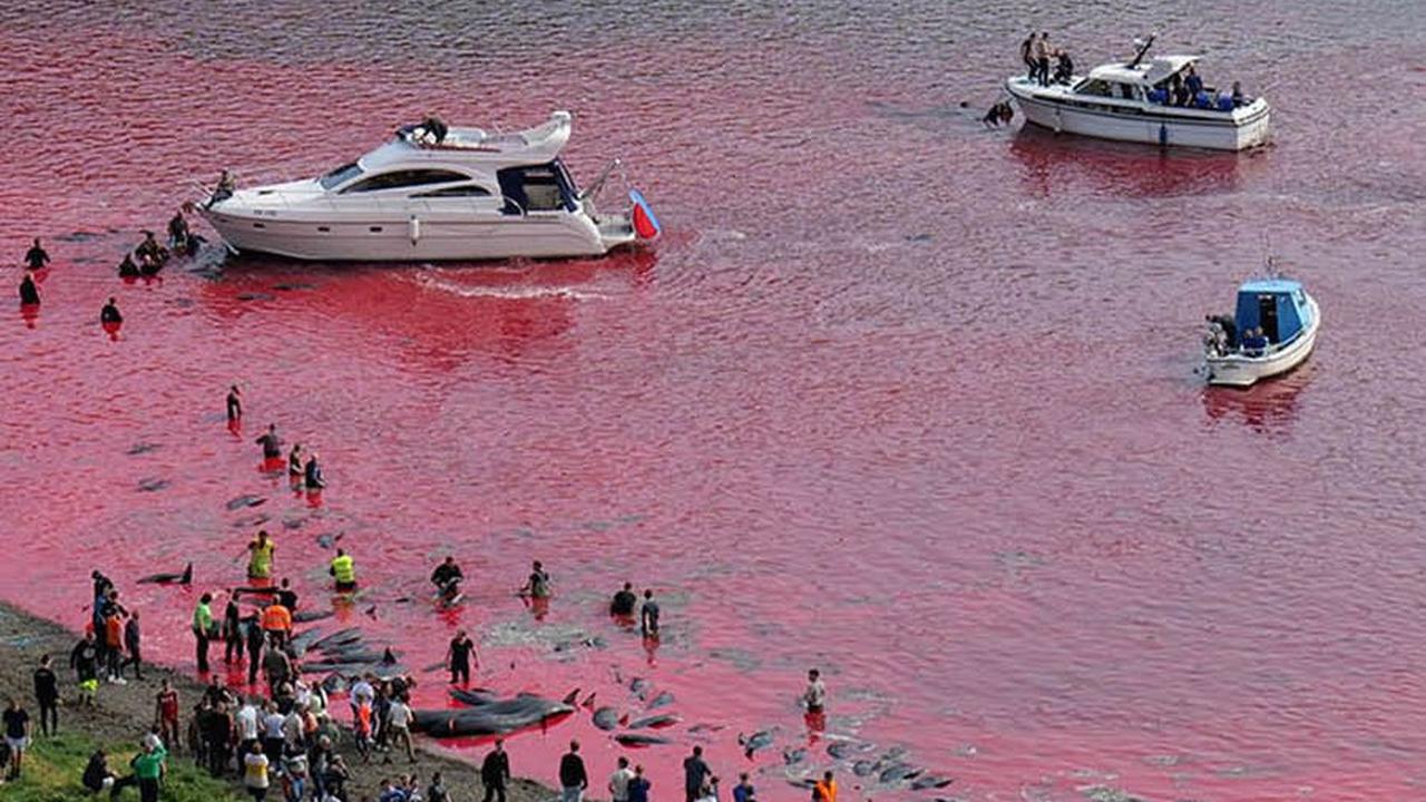 Para pemburu menggiring mamalia laut itu menggunakan sejumlah perahu nelayan yang membentuk formasi setengah lingkaran berukuran besar.