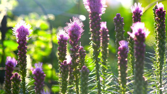 9 Tanaman yang Memiliki Bunga Abadi, Bahkan Tetap Mekar di Musim Panas!