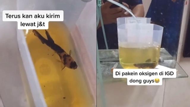Nyaris Mati, Pria Ini Bawa Ikan Cupang Peliharaannya ke IGD