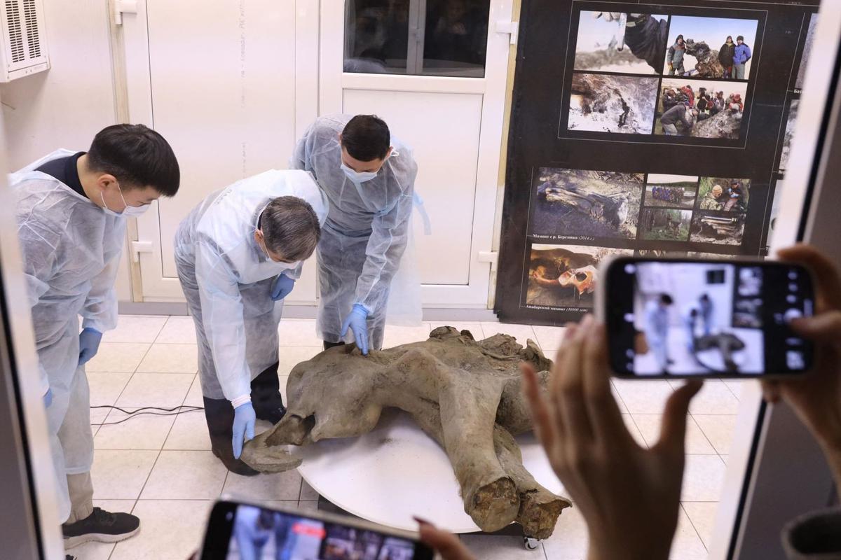 Bayi Mammoth Ditemukan di Bawah Salju Abadi Yakutia