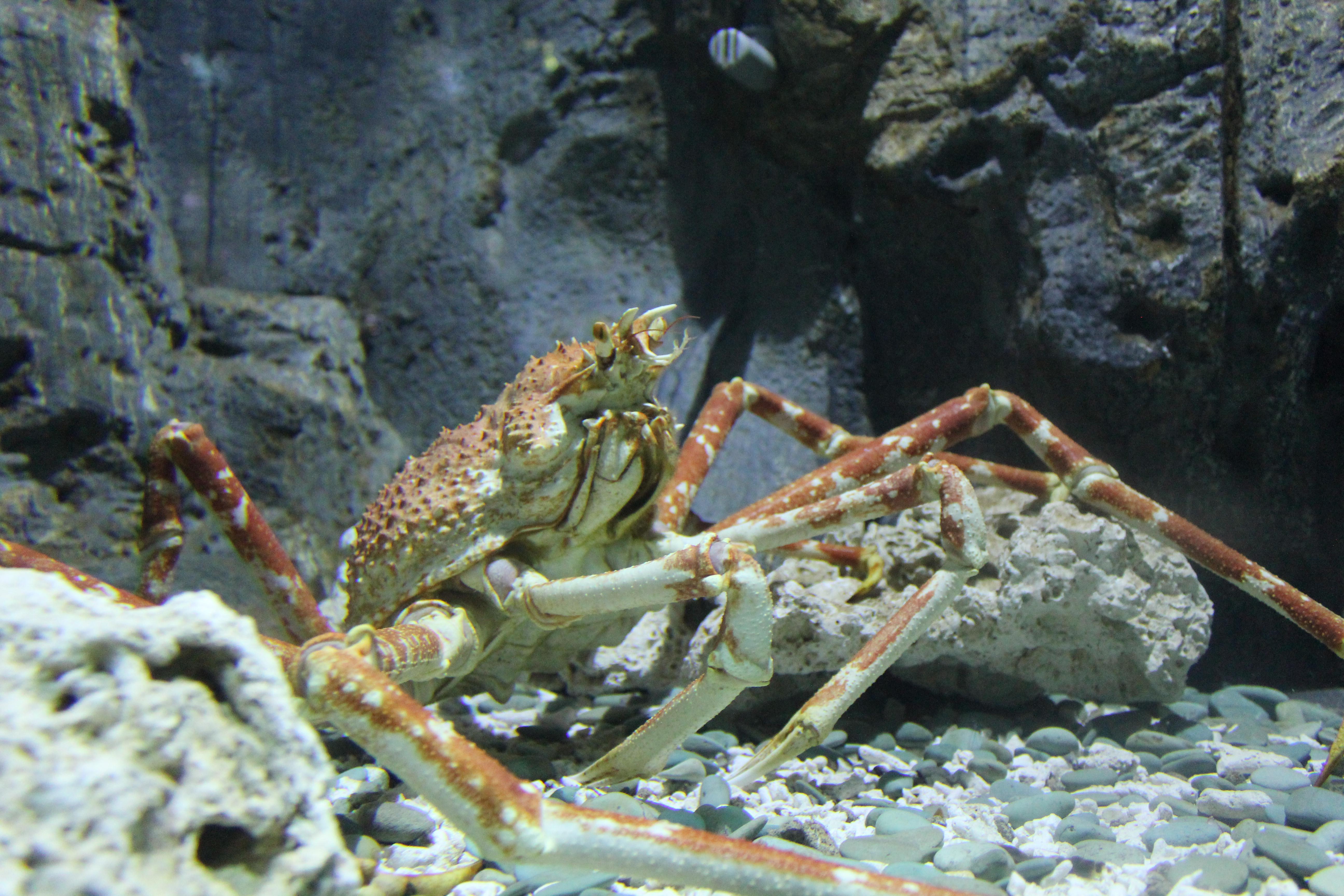 SeaWorld Ancol menghadirkan 3 biota baru