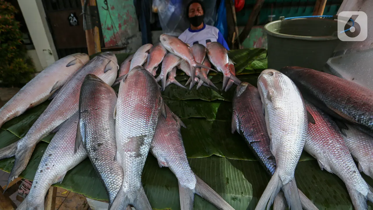 Berburu Ikan Bandeng Imlek Rawa Belong di Masa Pandemi