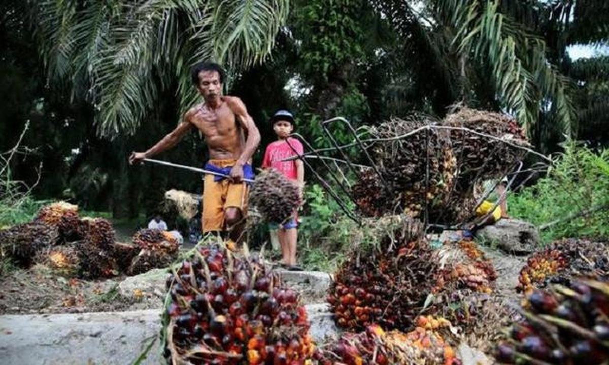 Ekspor Sawit Naik 15,3%, Nilai Tembus Hingga Rp 406 Triliun