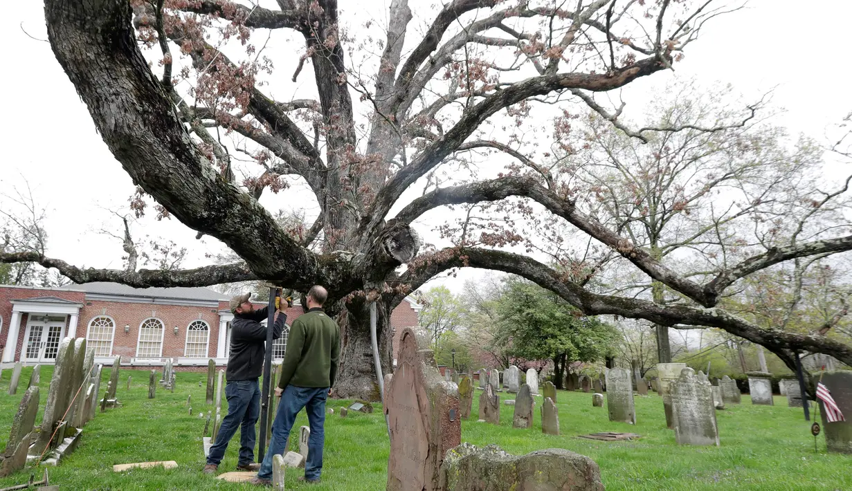 Pria bernama Keith Keiling dan Bobby Keiling membuat penyanggah untuk menahan batang pohon Oak berusia 600 tahun yang mulai gugur di Basking Ridge Presbyterian Church di Bernards, New Jersey (21/4). (AP Photo/Julio Cortez)