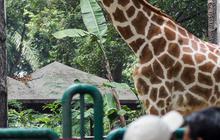 98.221 Pengunjung Padati Ragunan, 12 Anak Sempat Terpisah dari Orangtua