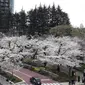 Bunga-bunga Sakura yang bermekaran di Tokyo, Jepang. (Liputan6.com/Edu Krisnadefa)
