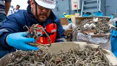 Petugas menunjukkan kuda laut yang disita dari sebuah kapal di Pelabuhan Callao, Peru, Senin (30/9/2019). Otoritas Peru berhasil menangkap kapal yang mengangkut 12,3 juta kuda laut kering. (Peruvian Ministry of Production/AFP)