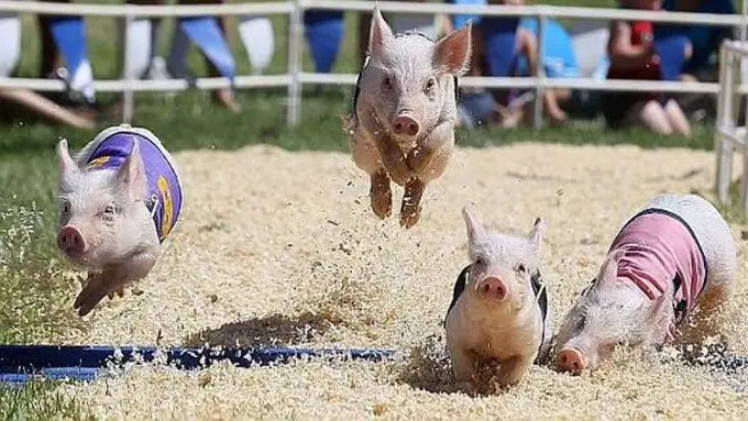 7 Lomba Hewan Tradisi Masyarakat Indonesia