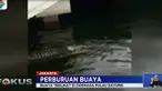 Operasi pencarian digelar sejak hari Jumat lalu namun hingga kini buaya tersebut belum ditemukan.