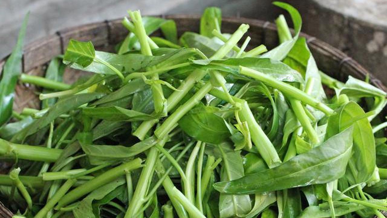 7 Tips agar Tanaman Kangkung Subur dan Cepat Dipanen untuk Musim Hujan