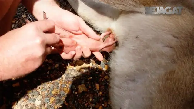 Seekor bayi kanguru terjebak di dalam kantung induknya yang mati