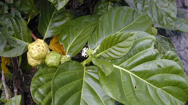 daun mengkudu
