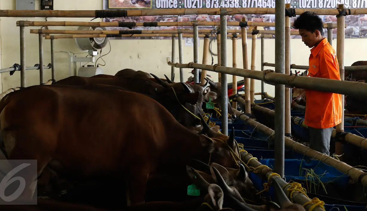 Pedagang memberi makan sapi hewan qurban yang dijajakan di Depok, Jawa Barat, Rabu (9/9). Jelang Idul Adha 1436H, Ahok menerbitkan Instruksi Gubernur terkait pelarangan penjualan serta pemotongan hewan qurban di pinggir jalan.(Liputan6.com/Yoppy Renato)