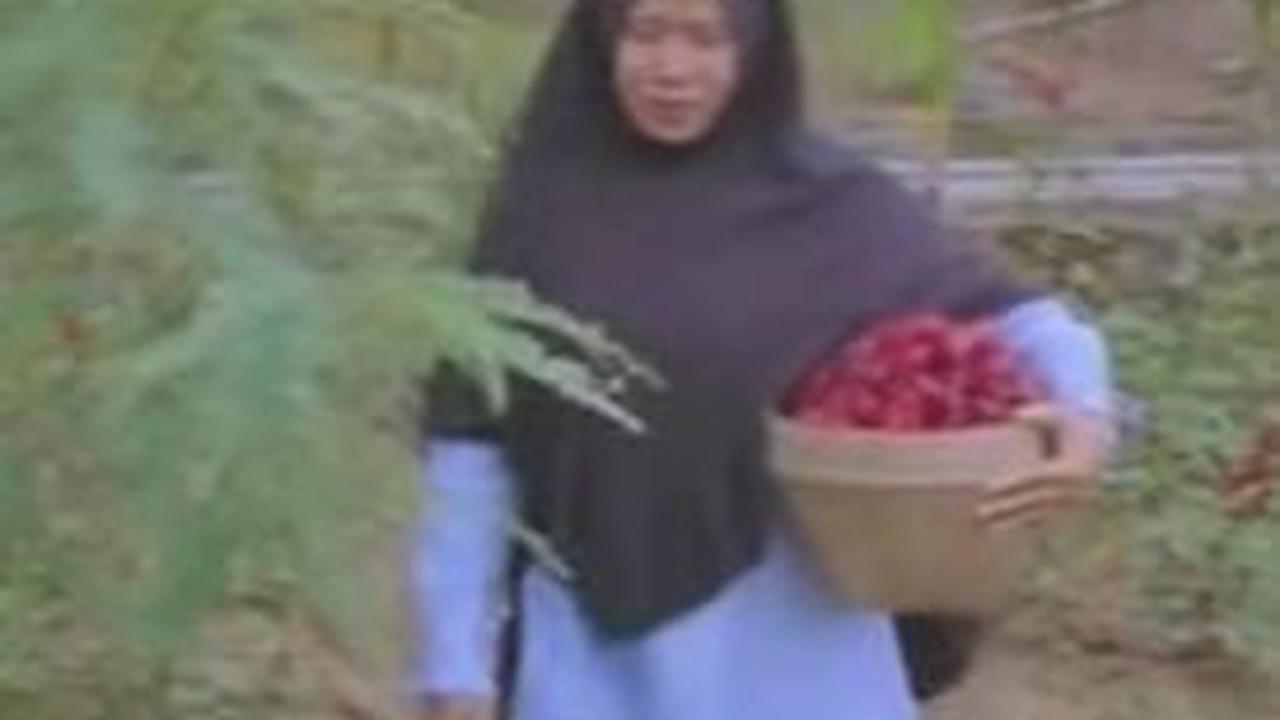 Kisah Ibu-Ibu di Magelang Bertani Rosela karena Terdampak Corona, Modal Sedikit Untung Besar dan Kaya Manfaat