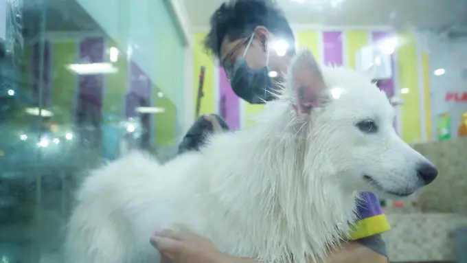 Ramuan Ajaib Atasi Penyakit Kulit Pada Anjing dan Kucing