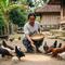 Pakan Fermentasi Ayam Kampung/Gemini AI