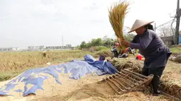 Petani merontokan padi hasil panen di Kabupaten Tangerang, Banten, Jumat (16/7/2021). Badan Pusat Statistik (BPS) mencatat nilai ekspor sektor pertanian pada bulan Juni 2021 mengalami kenaikan, yakni sebesar 33,04 persen (M-to-M) atau sebesar 15,19 persen secara (Y-on-Y). (Liputan6.com/Angga Yuniar)
