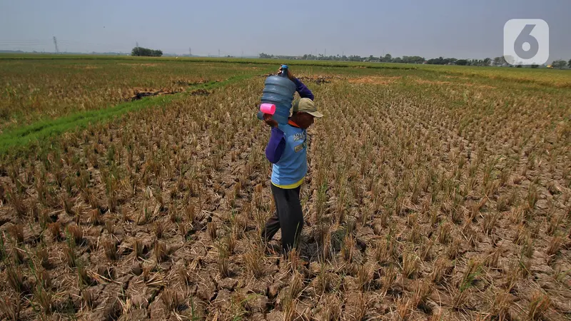 Kekeringan Sawah