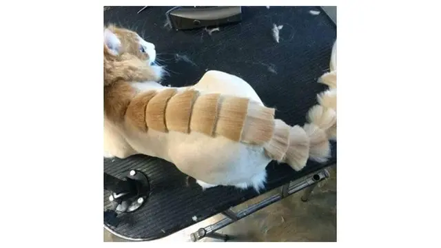 Potret Kucing Mirip Dinosuarus Ini Bikin Senyum-senyum Sendiri