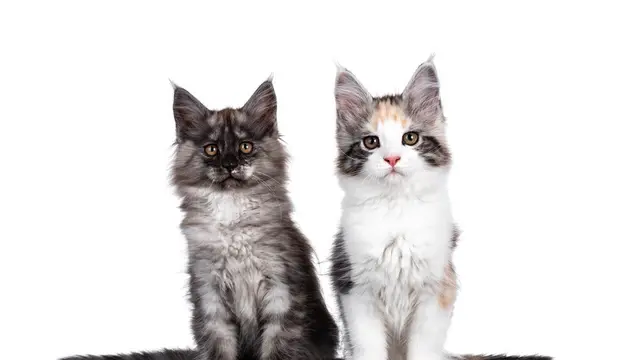 Kucing
