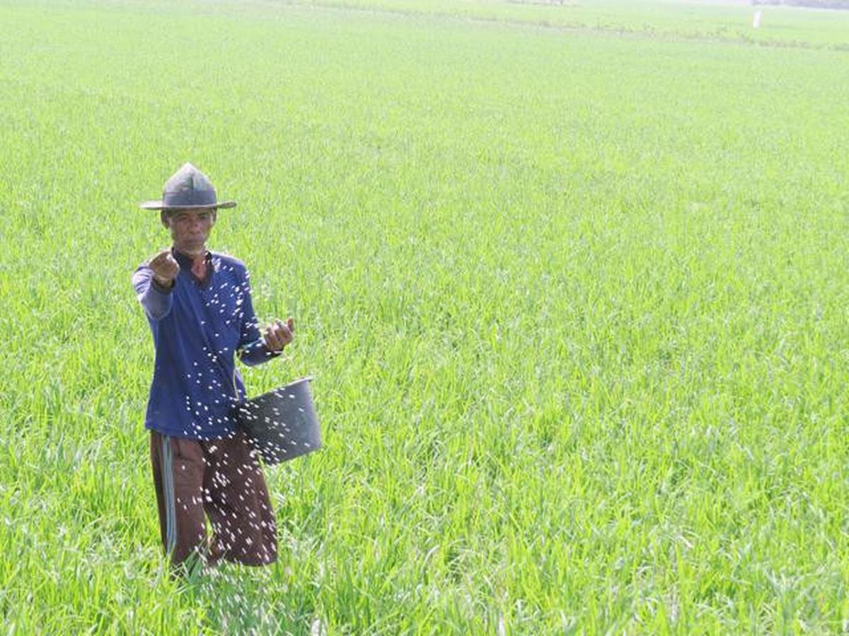Rincian Harga Pupuk Usai Turun 20% Mulai Hari Ini Rabu 22 Oktober 2025