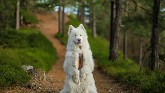 Samoyed