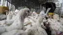 Pekerja memilah ayam yang dipesan konsumen di tempat pemotongan ayam, Jakarta, Jumat (3/12/2021). Jelang Natal dan Tahun Baru harga beberapa kebutuhan pokok khususnya daging sapi dan ayam masih stabil, kecuali minyak goreng curah yang mengalami kenaikan. (Liputan6.com/Johan Tallo)