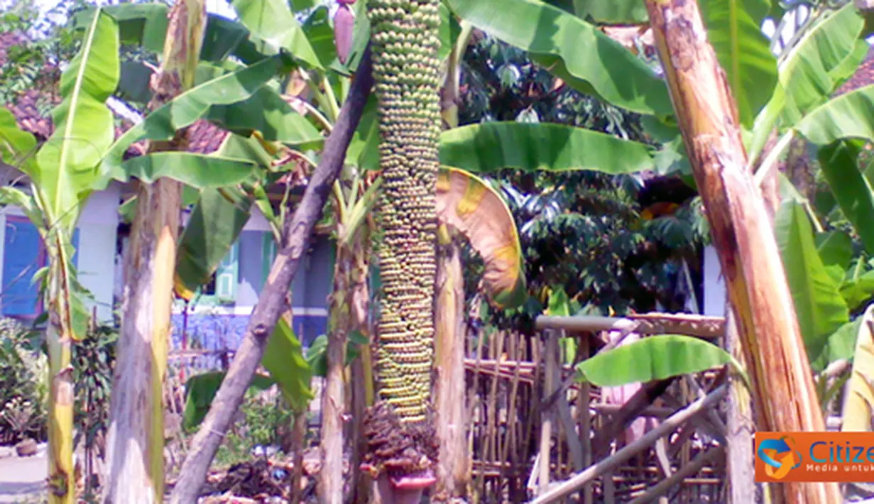 CItizen6, Majalengka: Pohon pisang ini terbilang unik karena buah pisangnya tumbuh hingga sepanjang dua meter. Pohon pisang unik ini terdapat di Desa Leuwimunding, Kabupaten Majalengka, Jawa Barat. (Pengirim: Ade Adhariyatno)