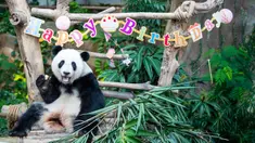 Panda raksasa Yi Yi menikmati kudapan ulang tahun di Kebun Binatang Nasional Malaysia, Selasa (14/1/2020). Para penggemar dan wisatawan dari Malaysia serta luar negeri ikut merayakan hari ulang tahun (HUT) ke-2 Yi Yi. (Xinhua/Zhu Wei)