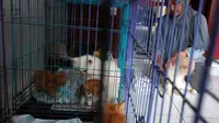 Jelang Lebaran, Penitipan Hewan di Solo Laris Manis