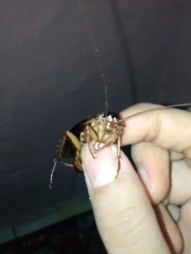 tangkap kecoak