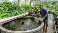 12 Trik Budidaya Lele Rumahan agar Ikan Tidak Banyak Mati dan Panen Optimal