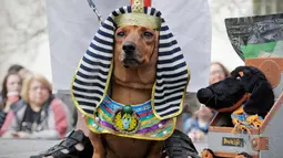 Seekor anjing jenis dachshund berpakaian seperti Sphinx Mesir saat mengikuti Parade Dachshund di St.Petersburg, Rusia, Sabtu (27/5). (AP Photo / Dmitri Lovetsky)