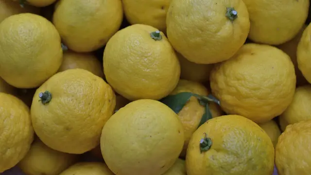 Jeruk Yuzu