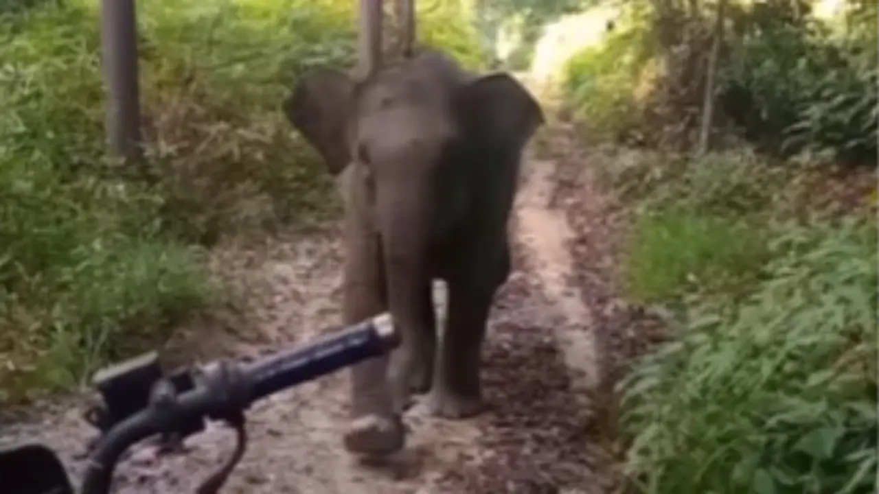 Aksi gemas Gajah Domang
