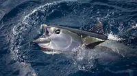Ikan Tuna Sirip Kuning. (Foto: WWF)