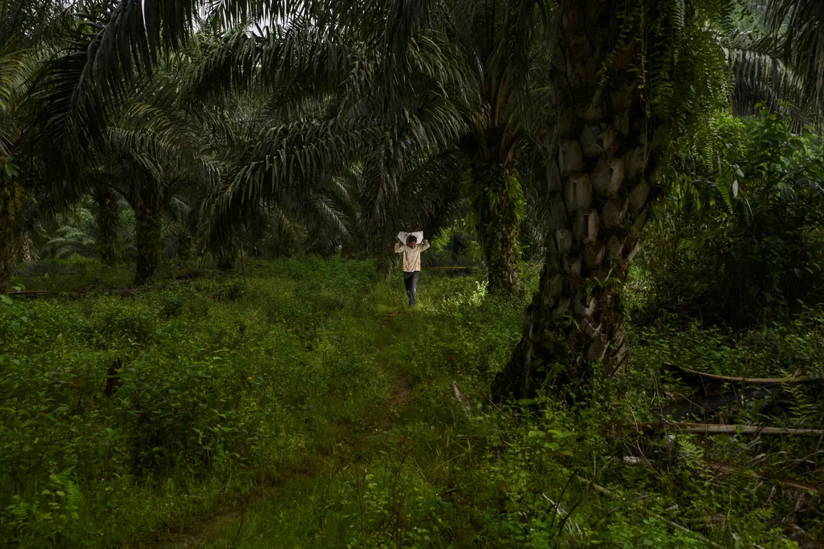 Potret Pekerja Perkebunan Kelapa Sawit di Aceh