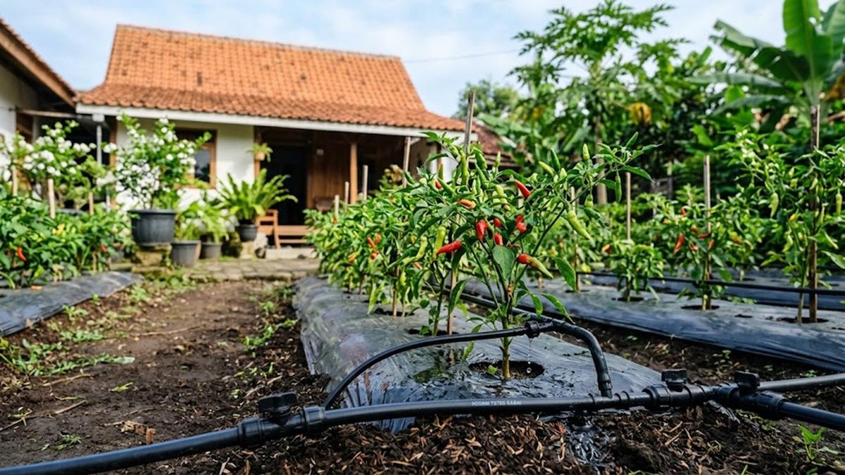 Cara Membuat Irigasi Tetes Cabai agar Air Tidak Cepat Habis, Trik Sederhana yang Bikin Penyiraman Lebih Efisien