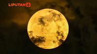 Banner Infografis Fenomena Sturgeon Moon Agustus 2025. (Liputan6.com/Gotri/Abdillah)