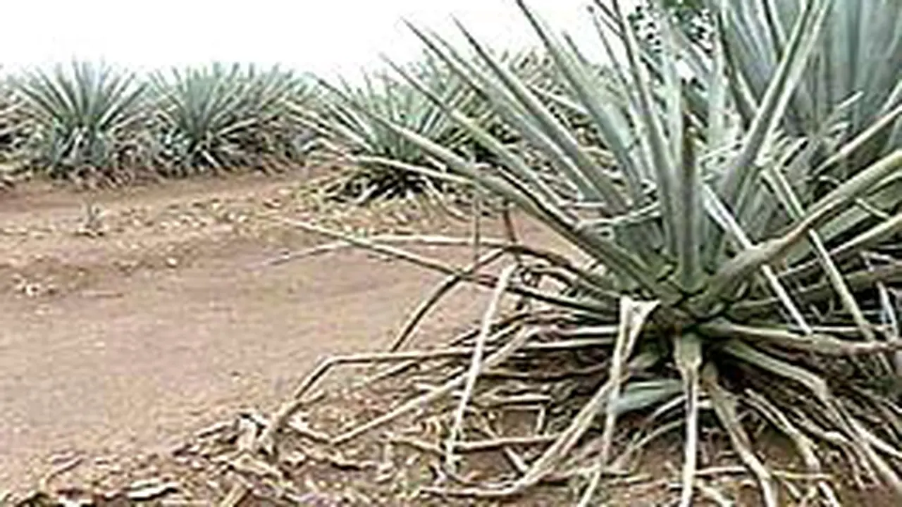 041102aLntequila.jpg