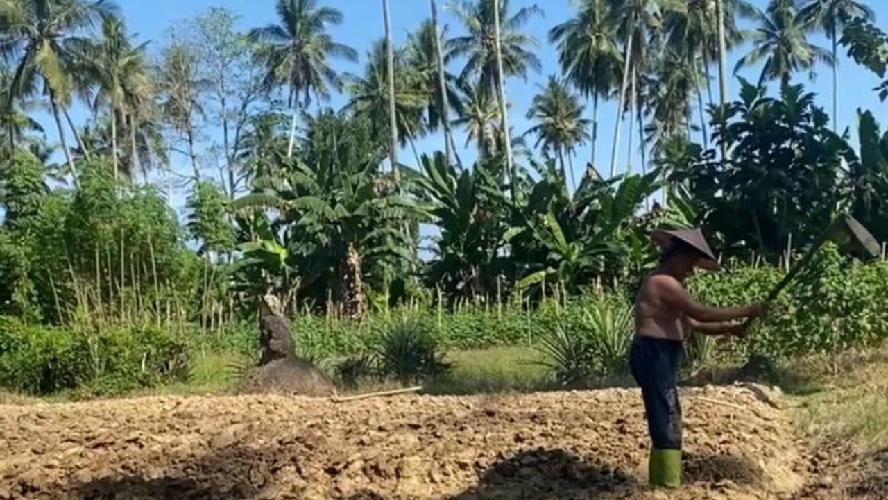 Fakta Menarik: Harga Pupuk Bersubsidi Turun 20%, Petani Sulbar Harap Pengawasan Diperketat