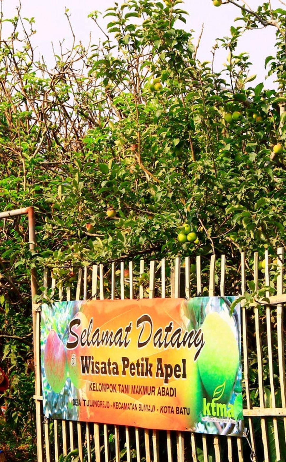 Beragrowisata ke kebun apel di Kota Batu
