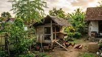 Cara Ternak Ayam Kampung Panen 4 Bulan, Mulai dari Bibit hingga Siap Jual