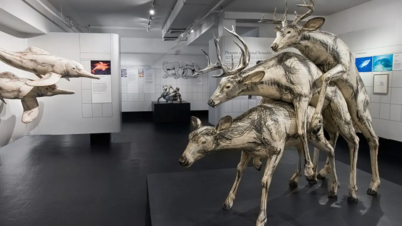 Museum of Sex New York, Amerika Serikat
