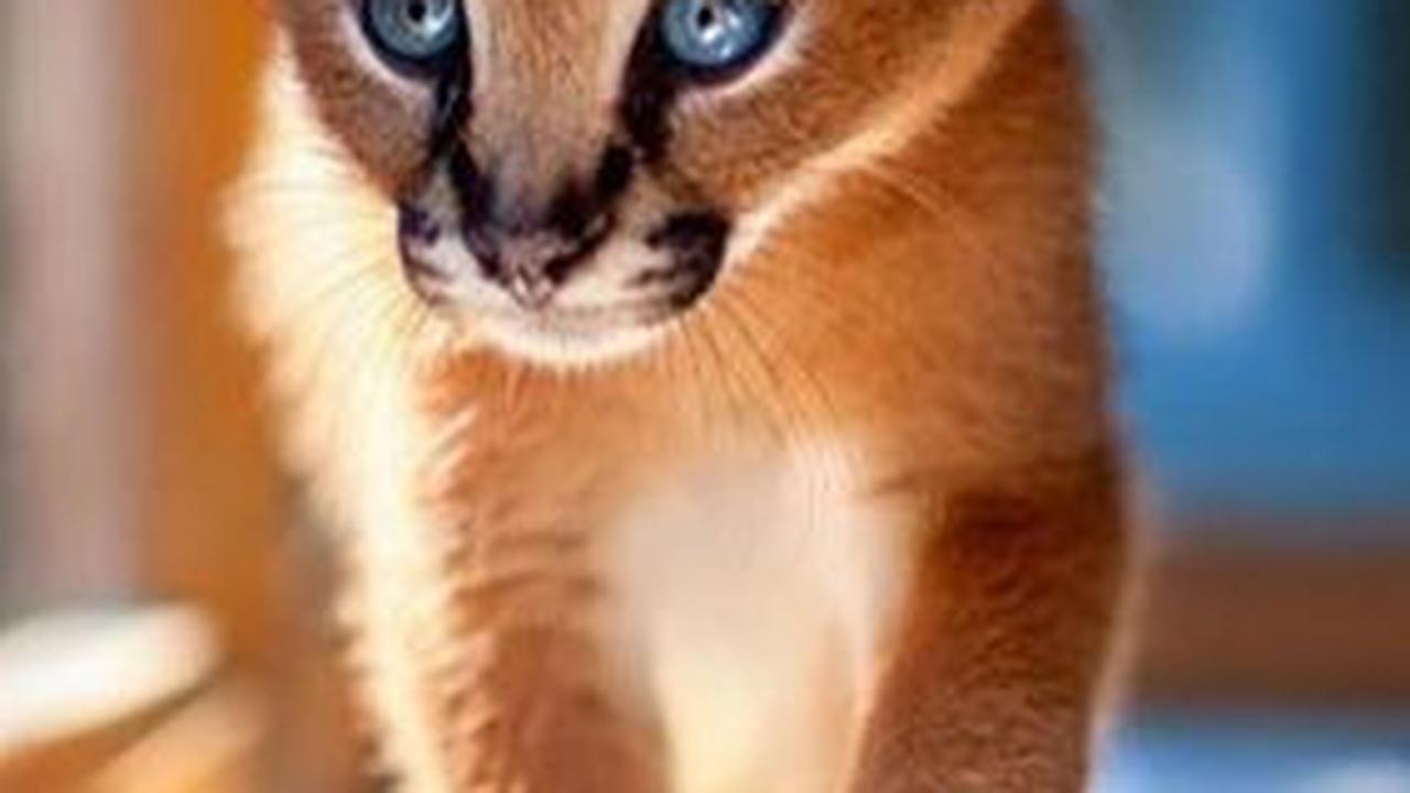 10. Kucing Caracal<br>