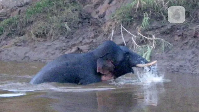 gajah kerdil